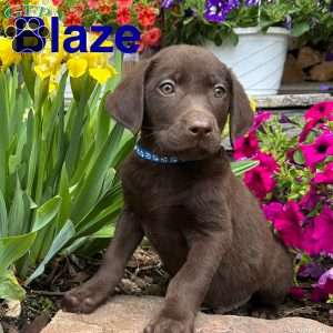 Blaze, Chocolate Labrador Retriever Puppy